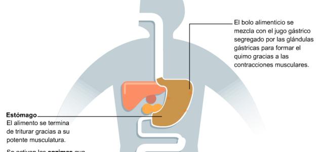 Infografía educativas Alimentos secundaria