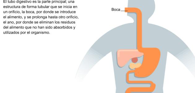 Infografía educativa profesores: alimentos 