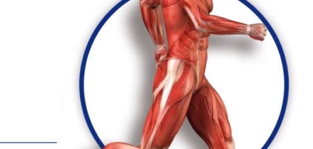 juego Recortable de la figura humana: músculos, articulaciones y huesos