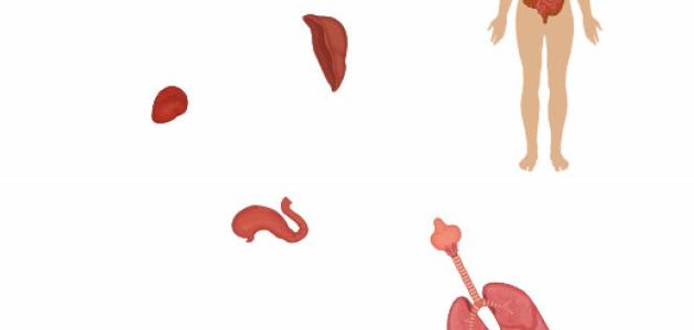 juegos educativos alimentación sana
