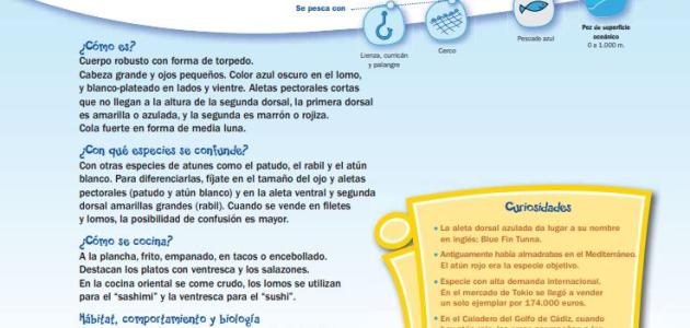 Cómo son los peces