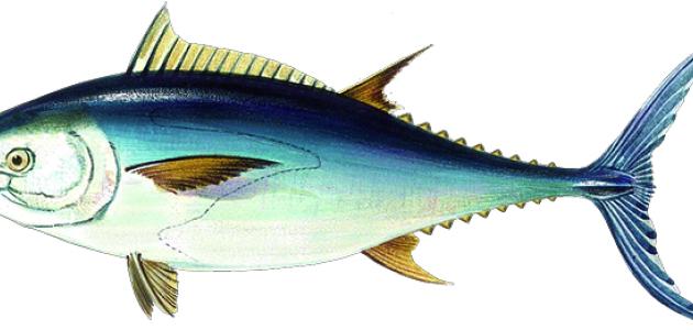 Cómo son los peces